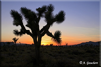 Joshua Tree im Abendlicht